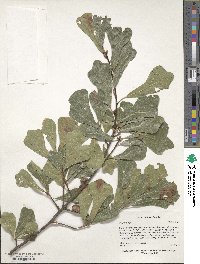 Quercus nigra image