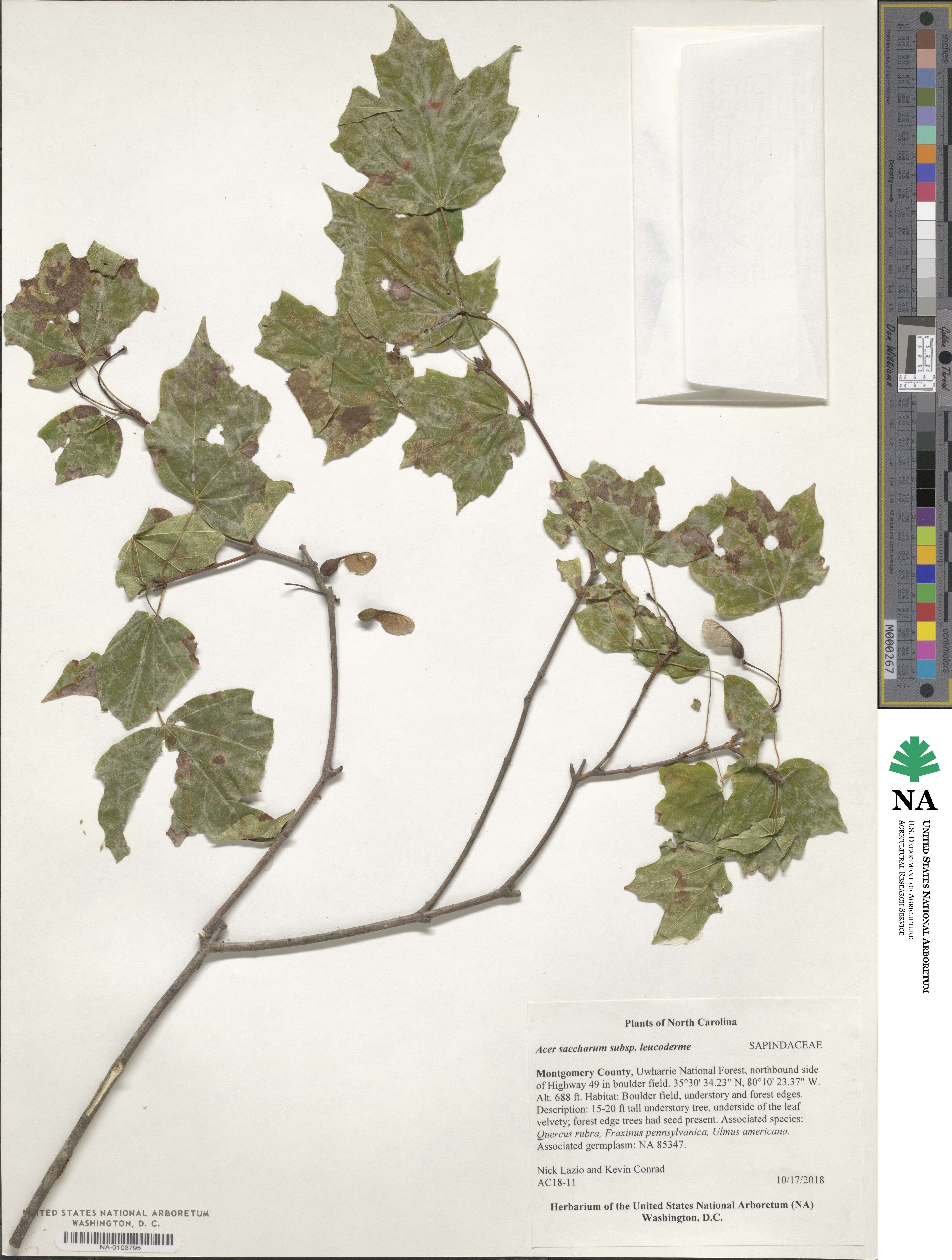 Acer leucoderme image