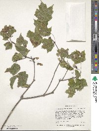 Acer leucoderme image