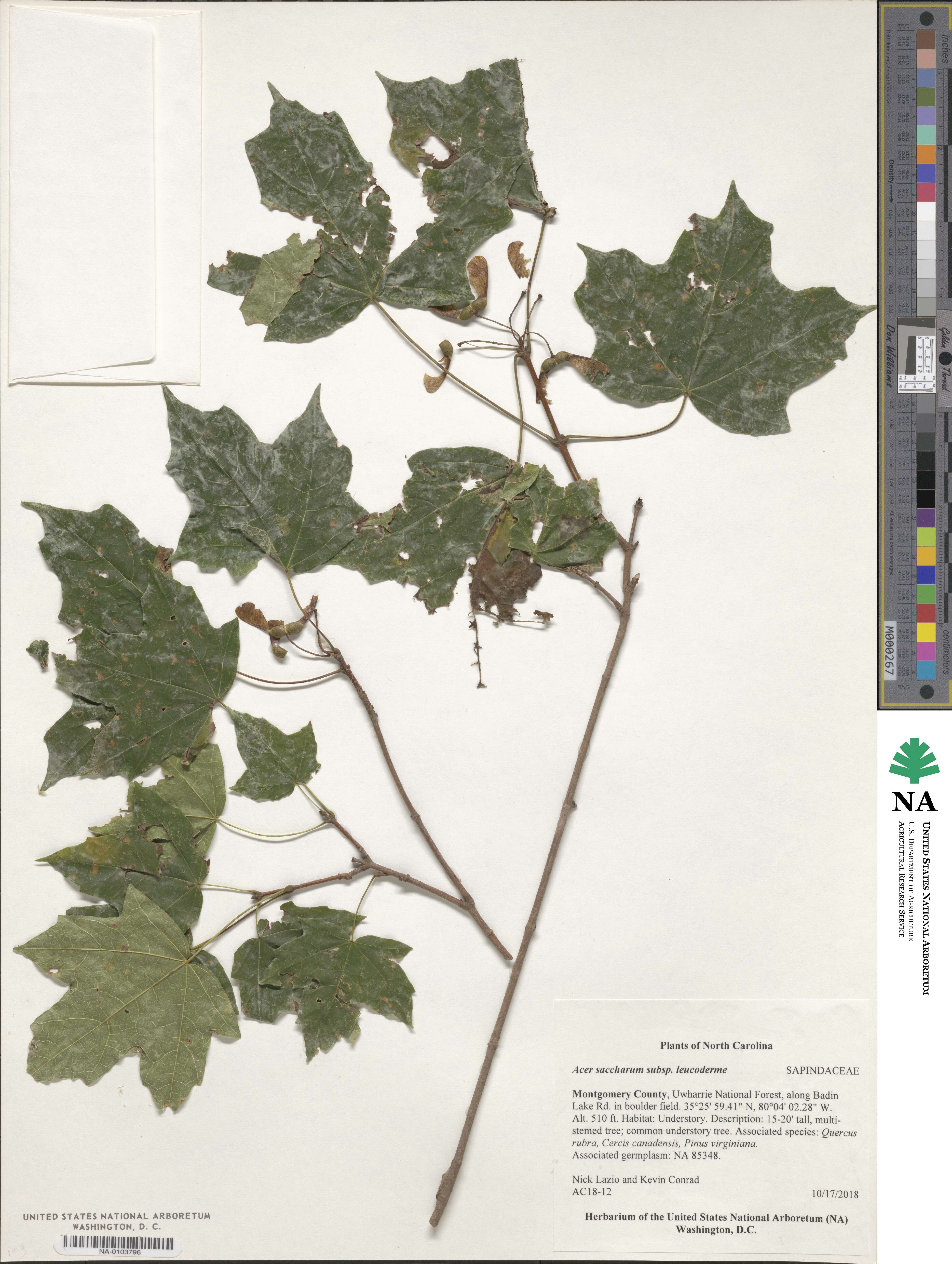 Acer leucoderme image