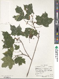 Acer leucoderme image