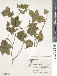 Acer leucoderme image