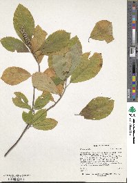 Clethra tomentosa image