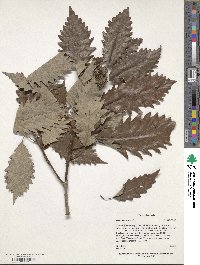 Quercus michauxii image