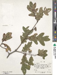 Quercus margarettae image