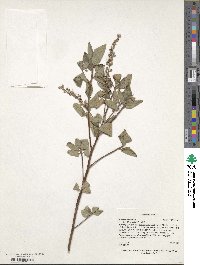 Clethra tomentosa image