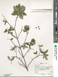 Cliftonia monophylla image