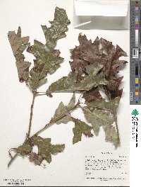 Quercus lyrata image