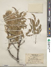 Fraxinus paxiana image