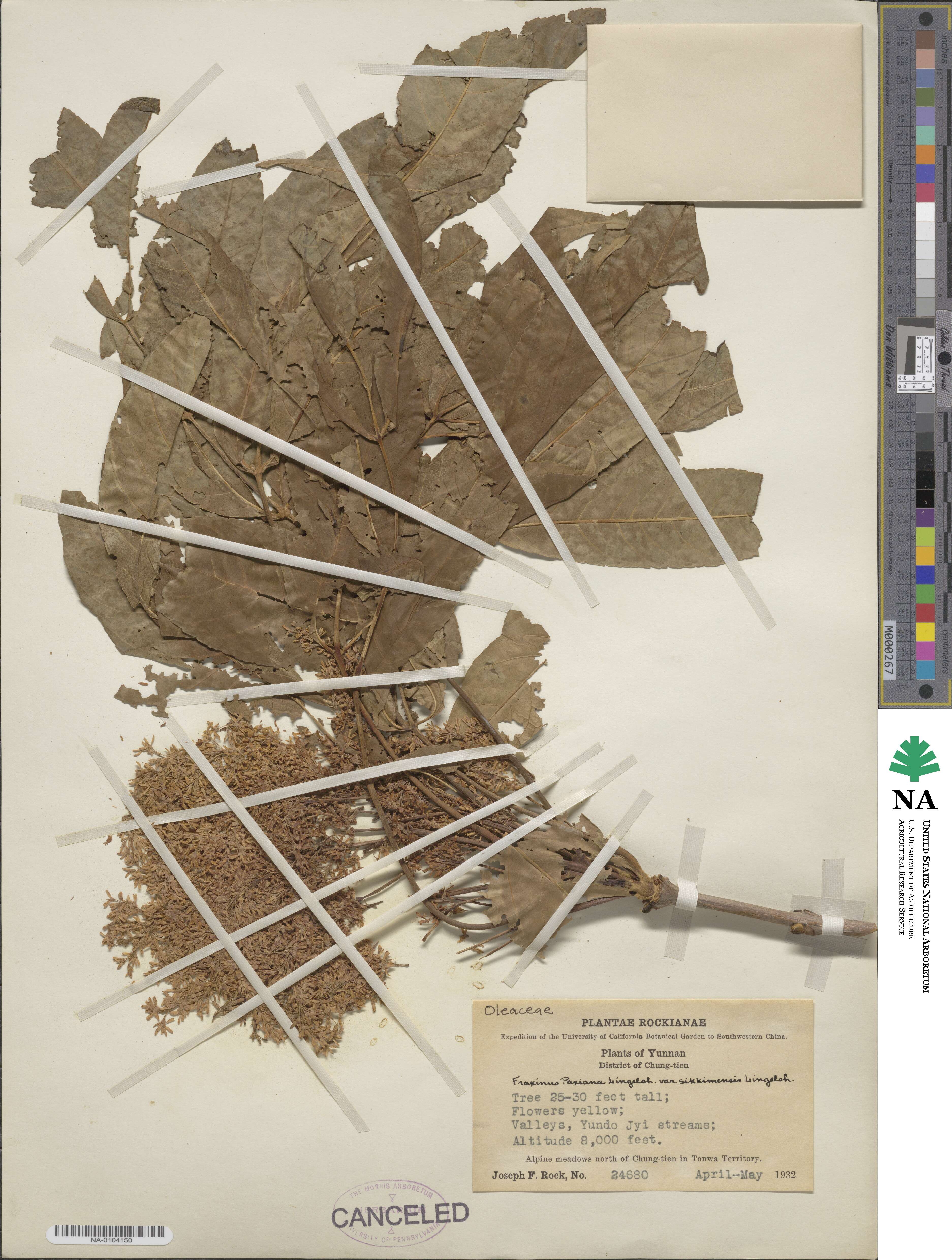 Fraxinus paxiana image