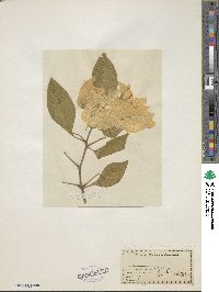 Image of Bougainvillea glabra