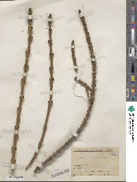 Fraxinus angustifolia subsp. syriaca image