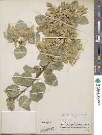 Fraxinus anomala image