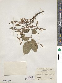 Fraxinus chinensis image