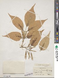 Fraxinus chinensis image