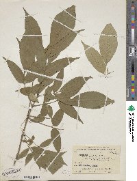 Fraxinus chinensis subsp. rhynchophylla image