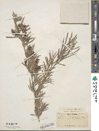 Salix exigua image