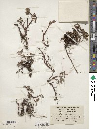 Salix arctica image