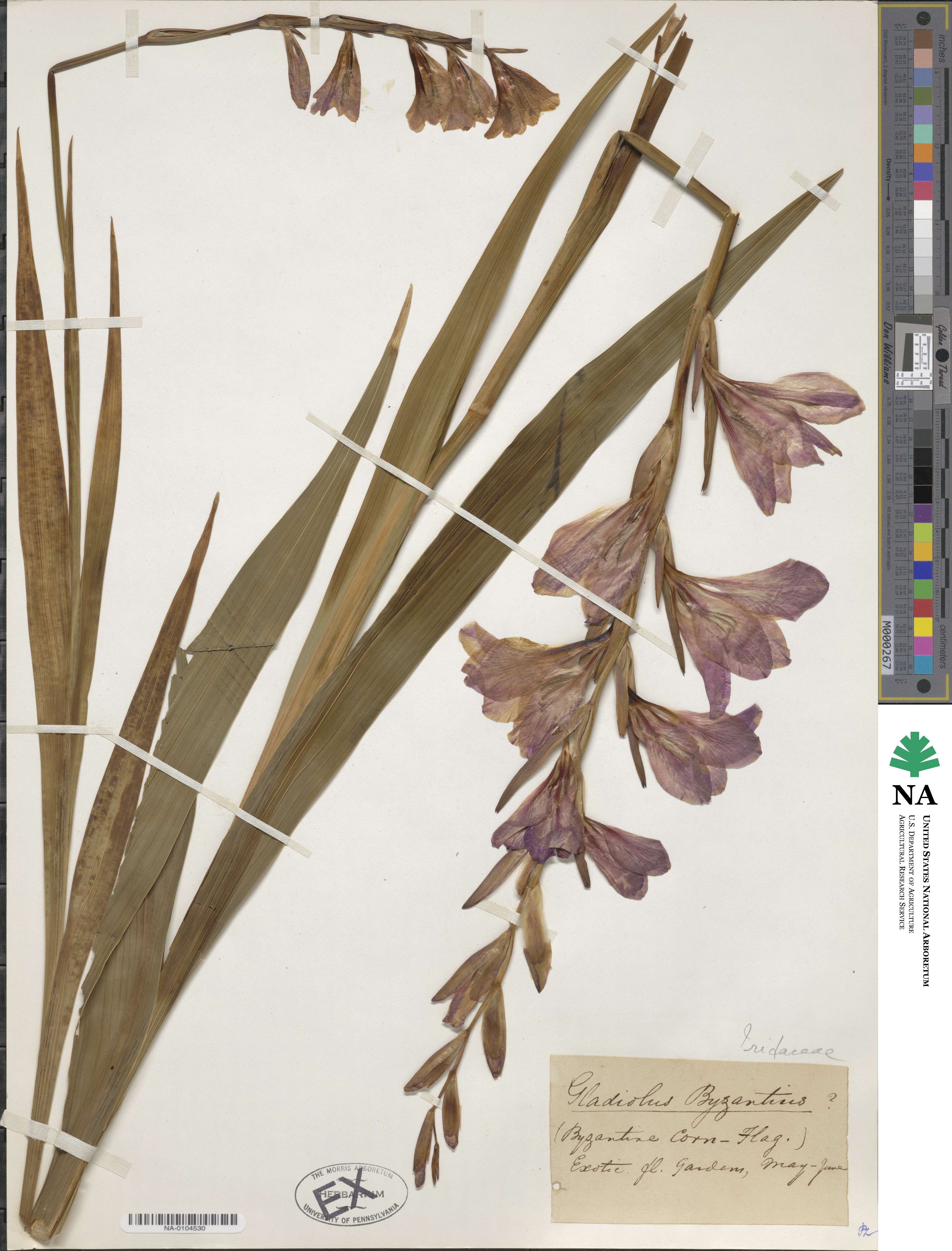 Gladiolus byzantinus image