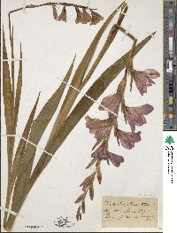 Gladiolus byzantinus image