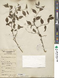 Ilex asprella image