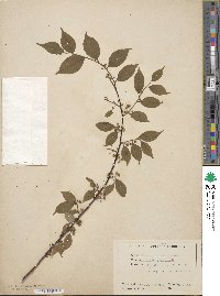 Ilex asprella image