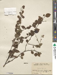 Ilex asprella image