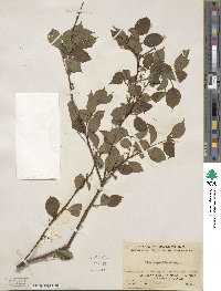 Ilex asprella image