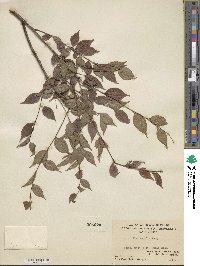 Ilex asprella image