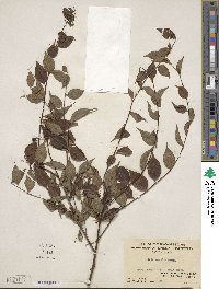 Ilex asprella image