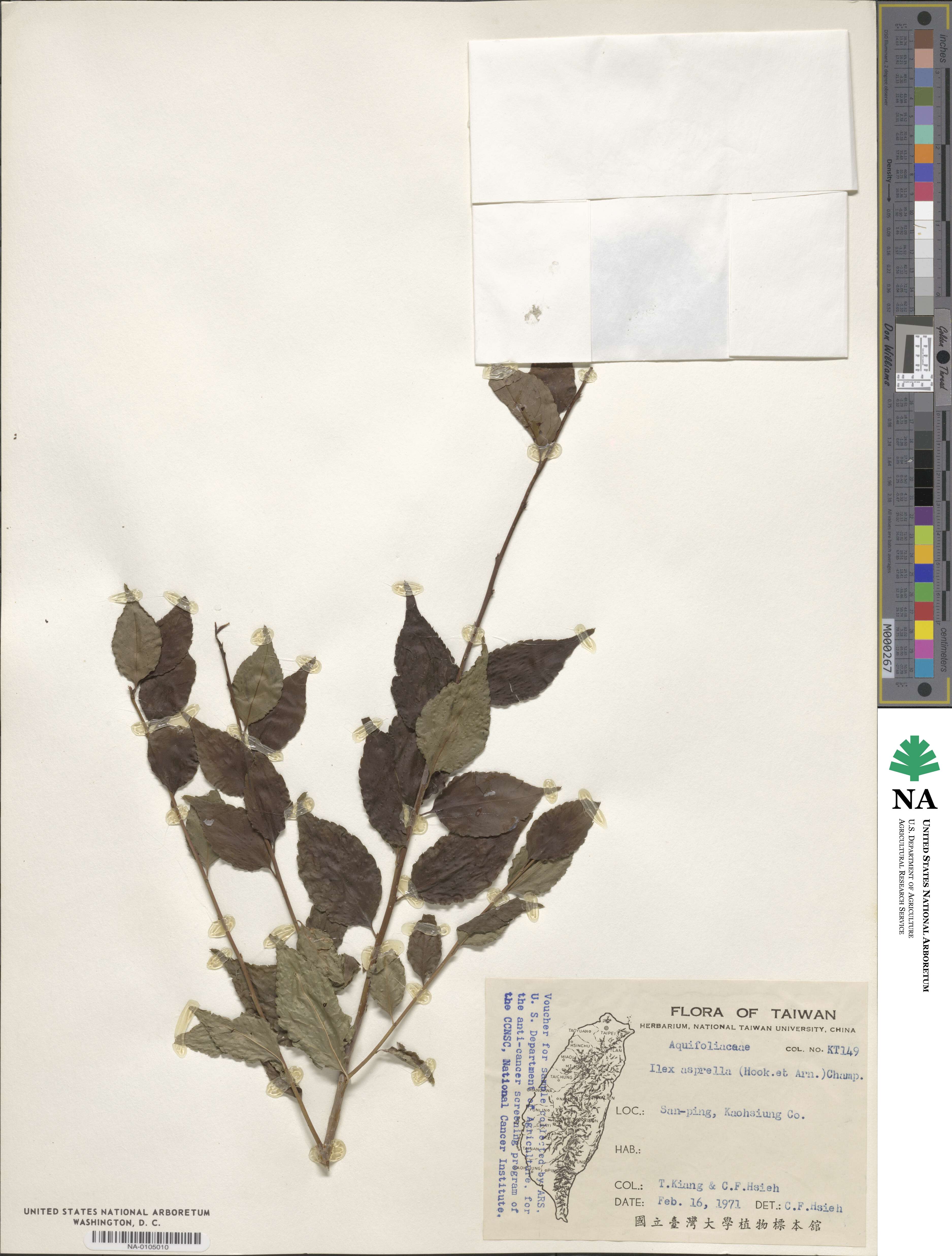 Ilex asprella image