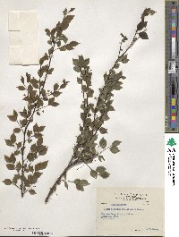 Ilex asprella image