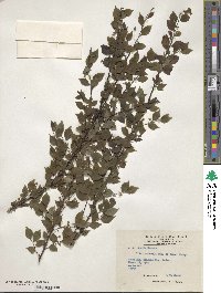 Ilex asprella image