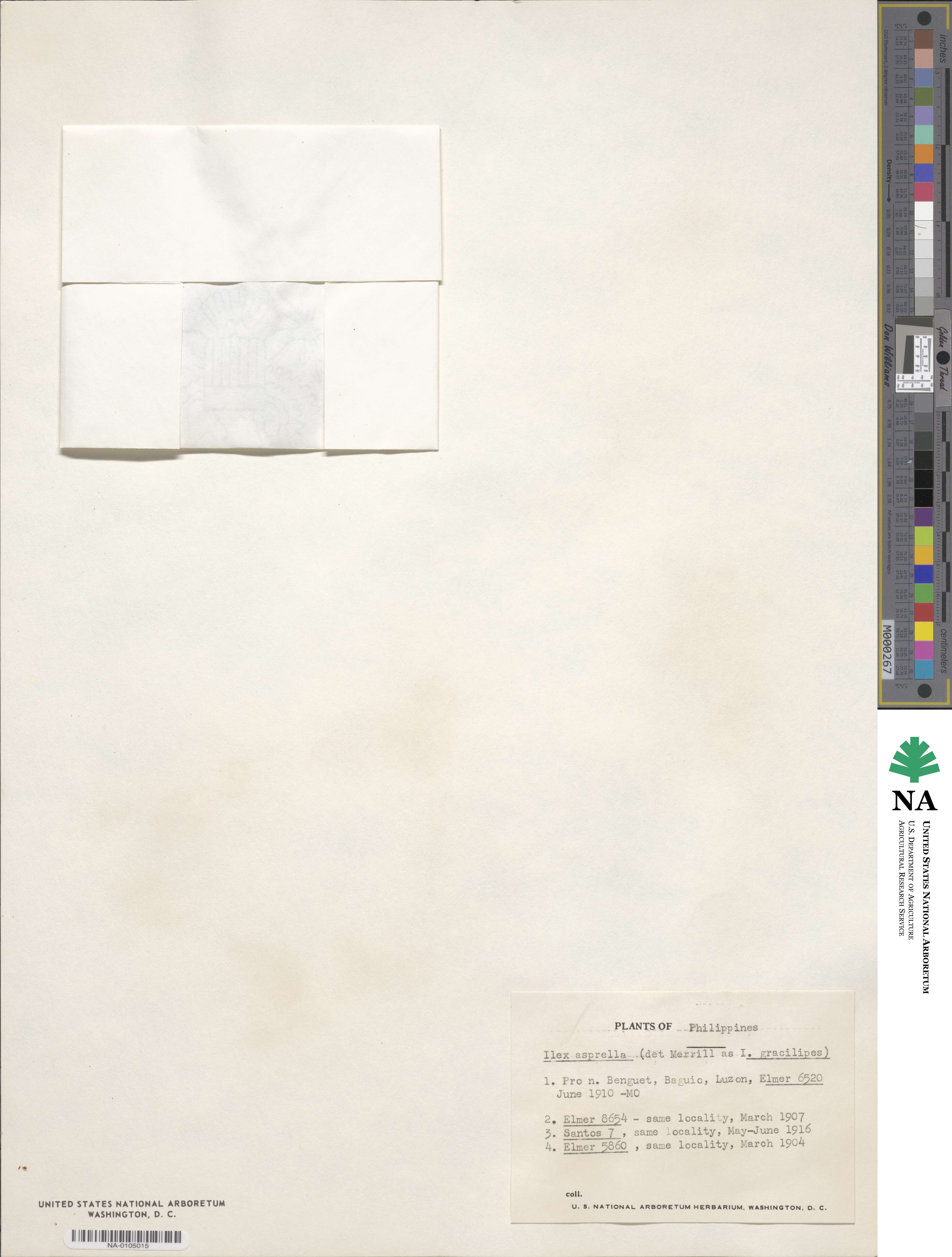 Ilex asprella image
