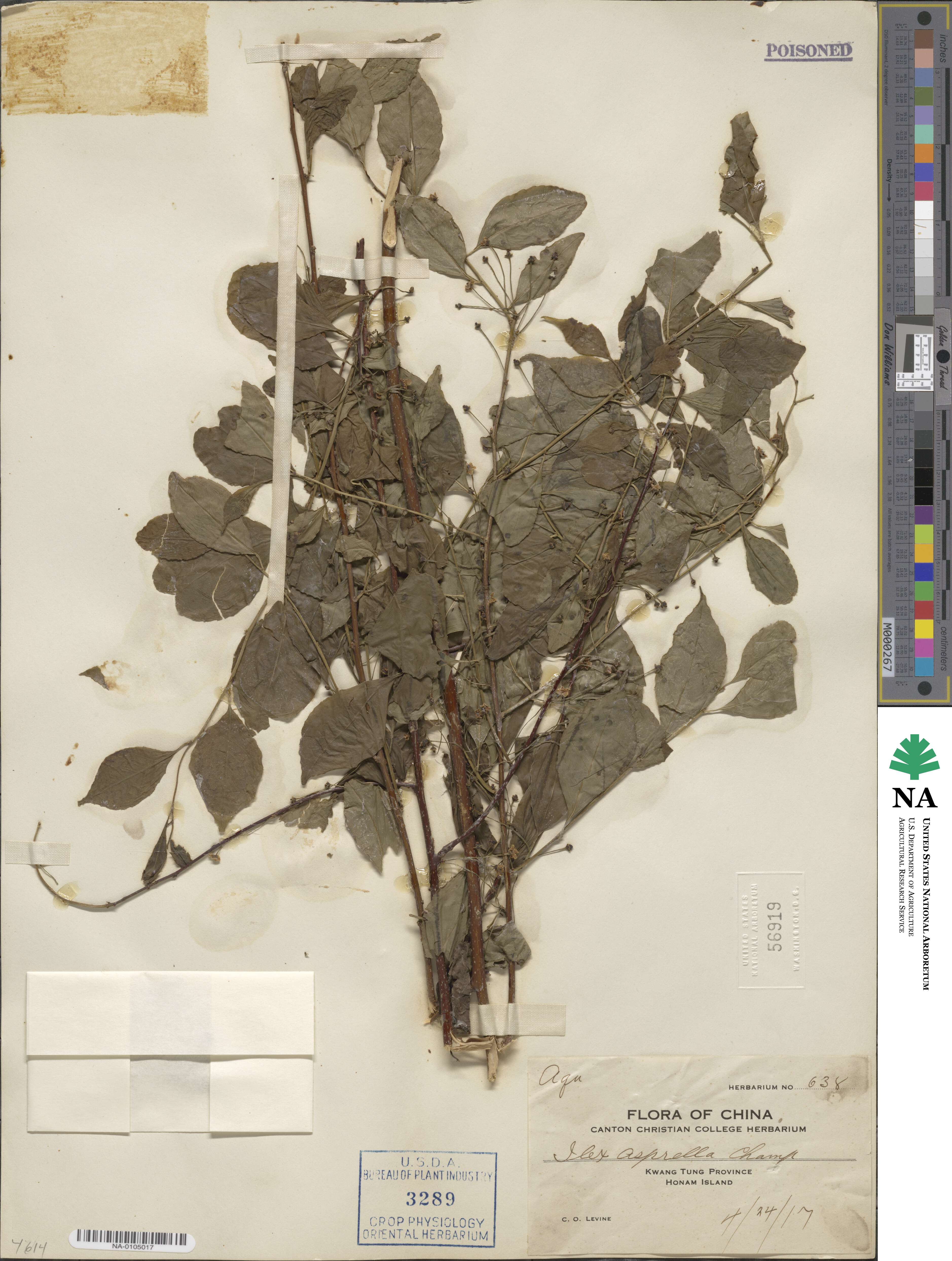 Ilex asprella image