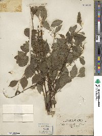 Ilex asprella image