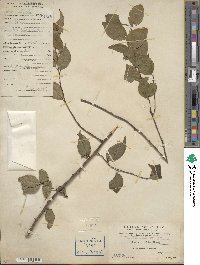 Ilex asprella image