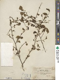 Ilex asprella image