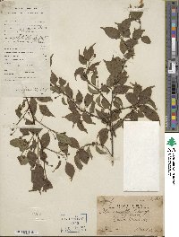 Ilex asprella image