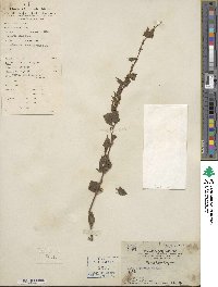 Ilex asprella image