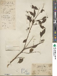 Ilex asprella image