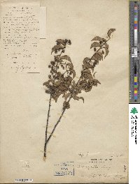 Ilex asprella image