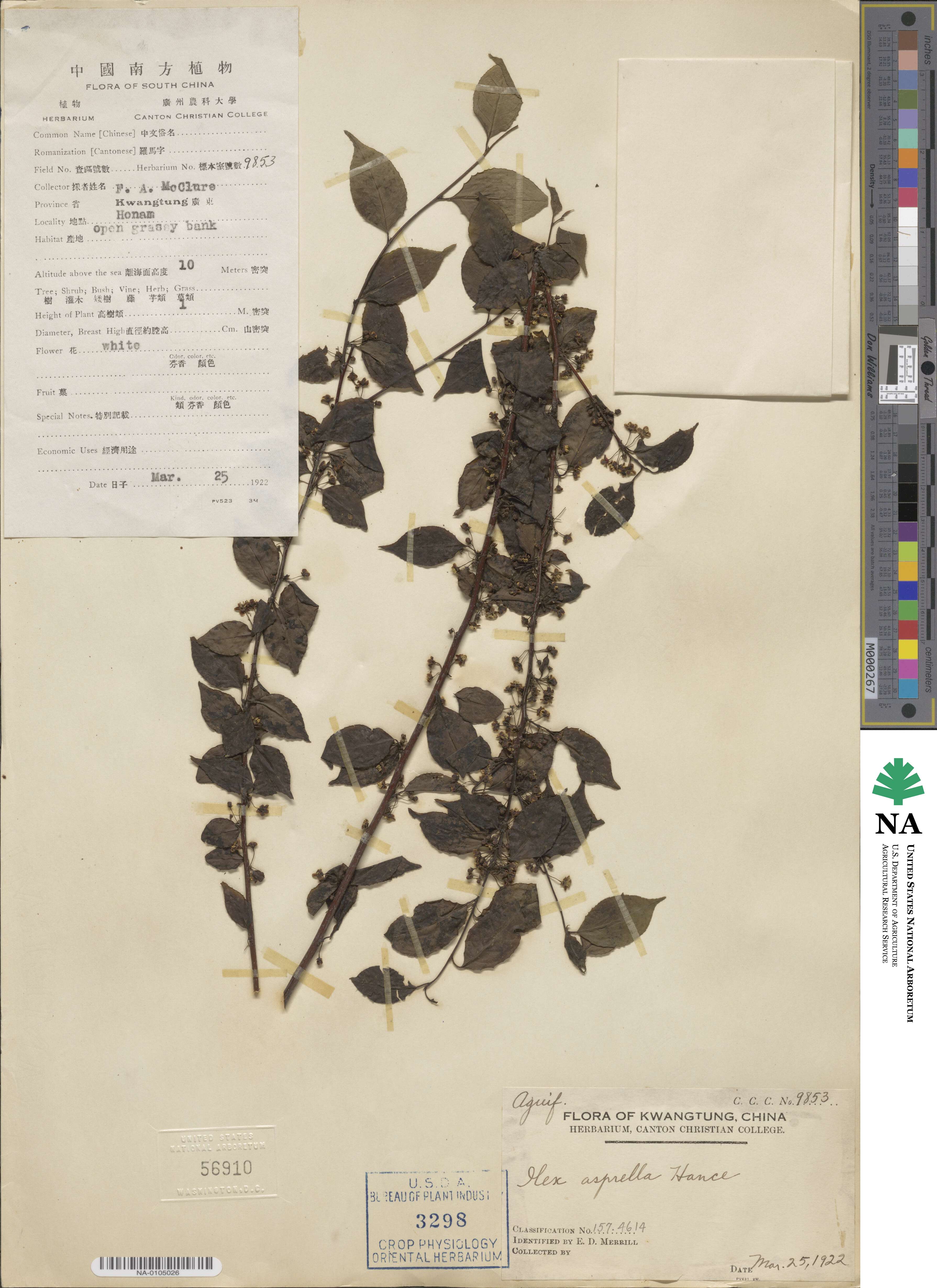 Ilex asprella image