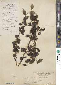 Ilex asprella image