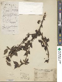 Ilex asprella image