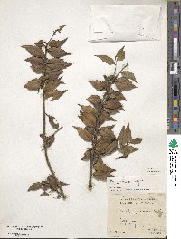 Ilex bioritsensis image