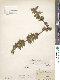 Ilex bioritsensis image