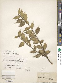 Ilex bioritsensis image