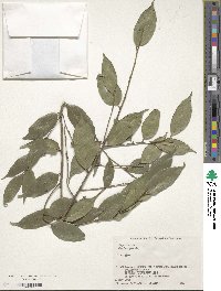 Image of Ilex buergeri