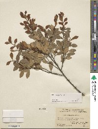 Ilex mandonii image